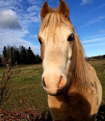 Brudenell Riding Stables